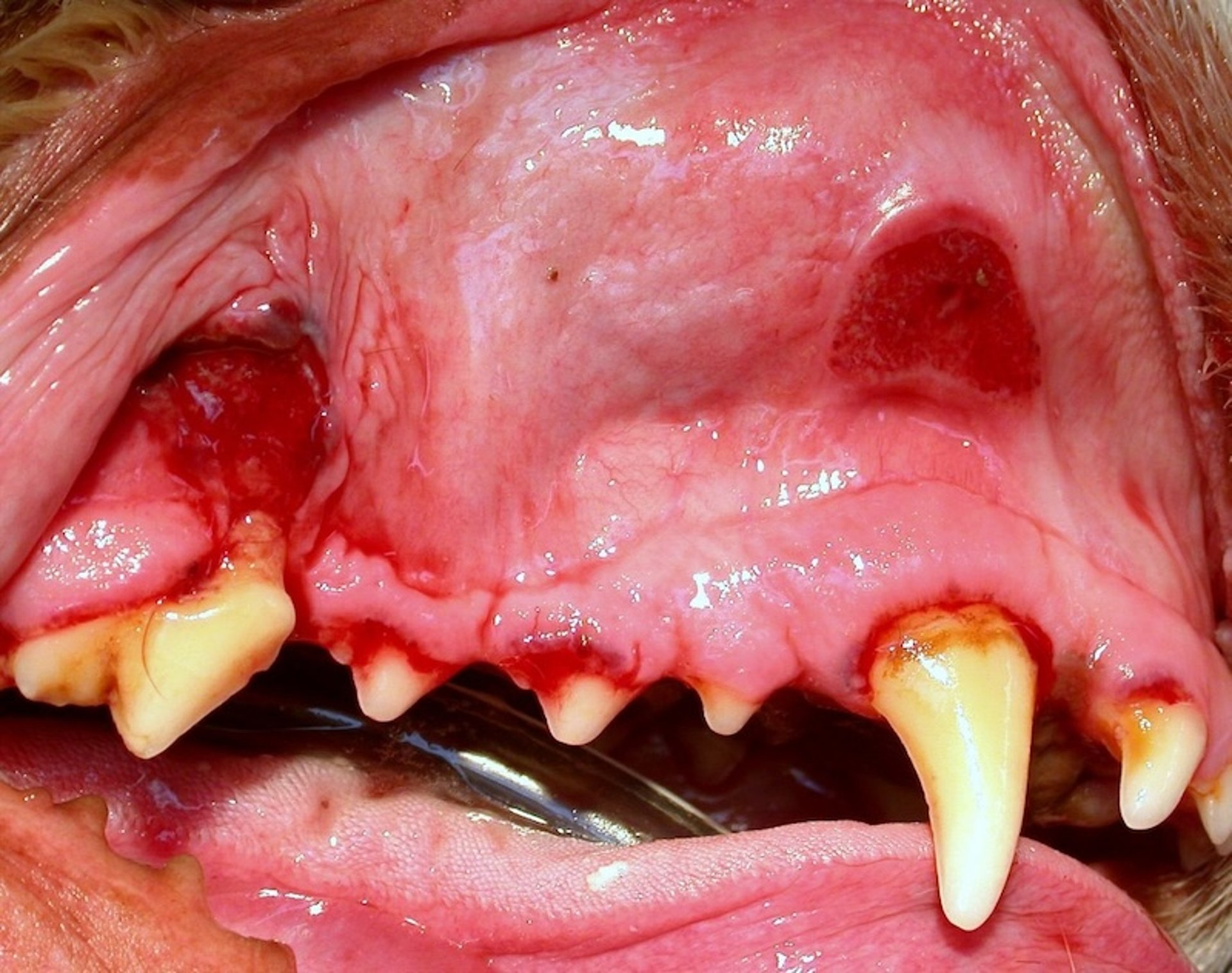 Canine chronic ulcerative stomatitis, contact ulcers