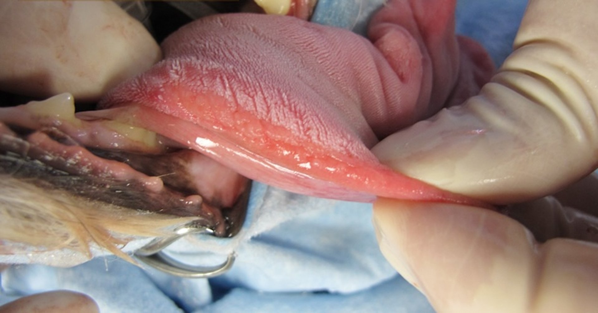 Canine chronic ulcerative stomatitis, tongue