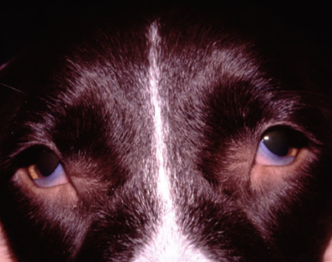 Canine dysautonomia, bilateral mydriasis and enophthalmos