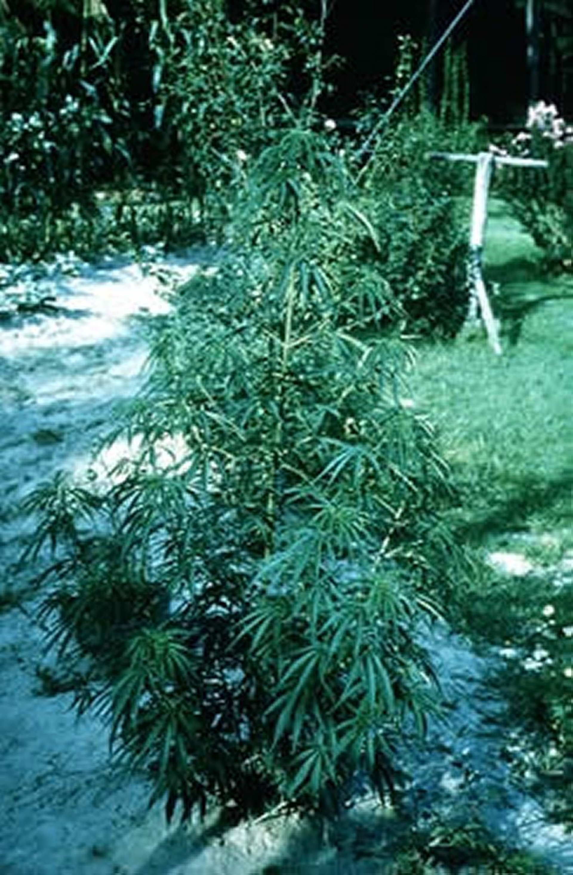 <i >Cannabis sativa</i> (maconha)