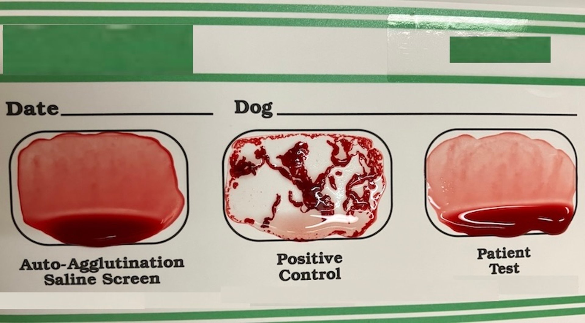 Card-based blood typing, dog