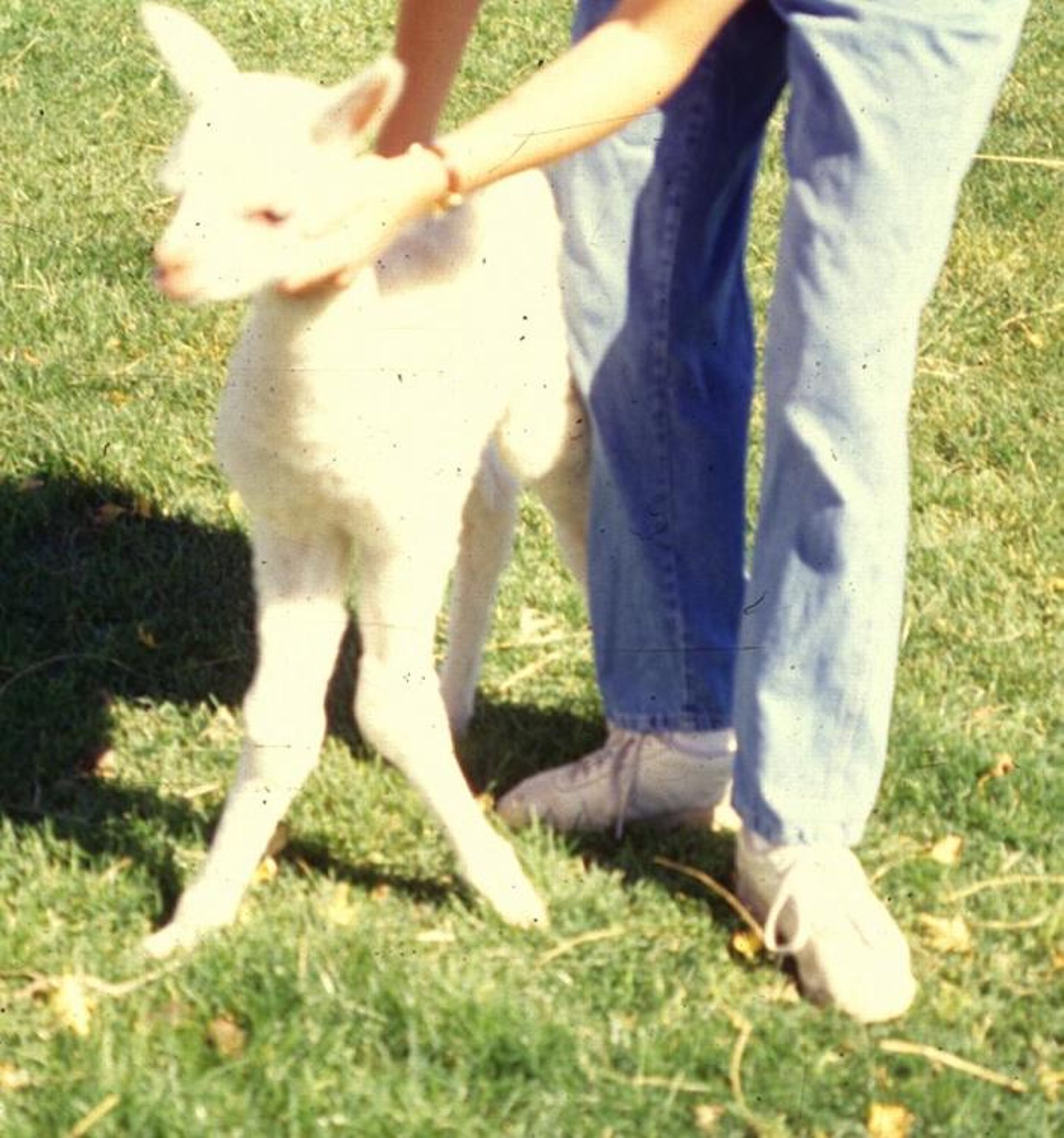 Valgo carpal, alpaca