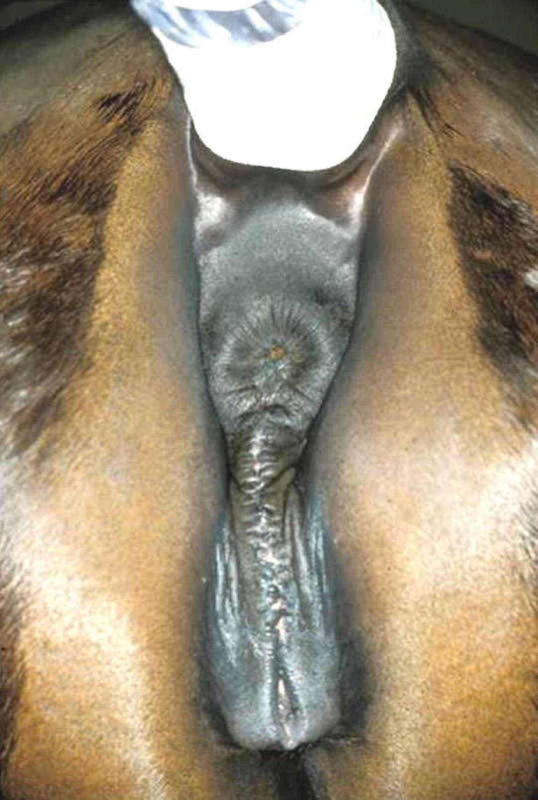 Caslick operation, mare