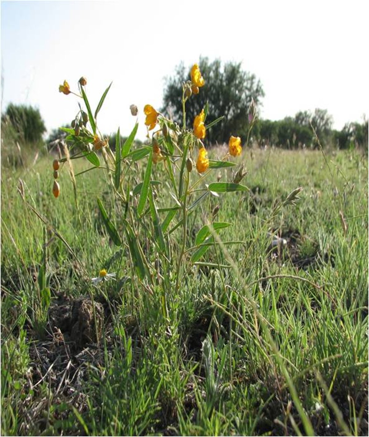 <i >Cassia roemeriana</i> (Twin-leaf Senna)