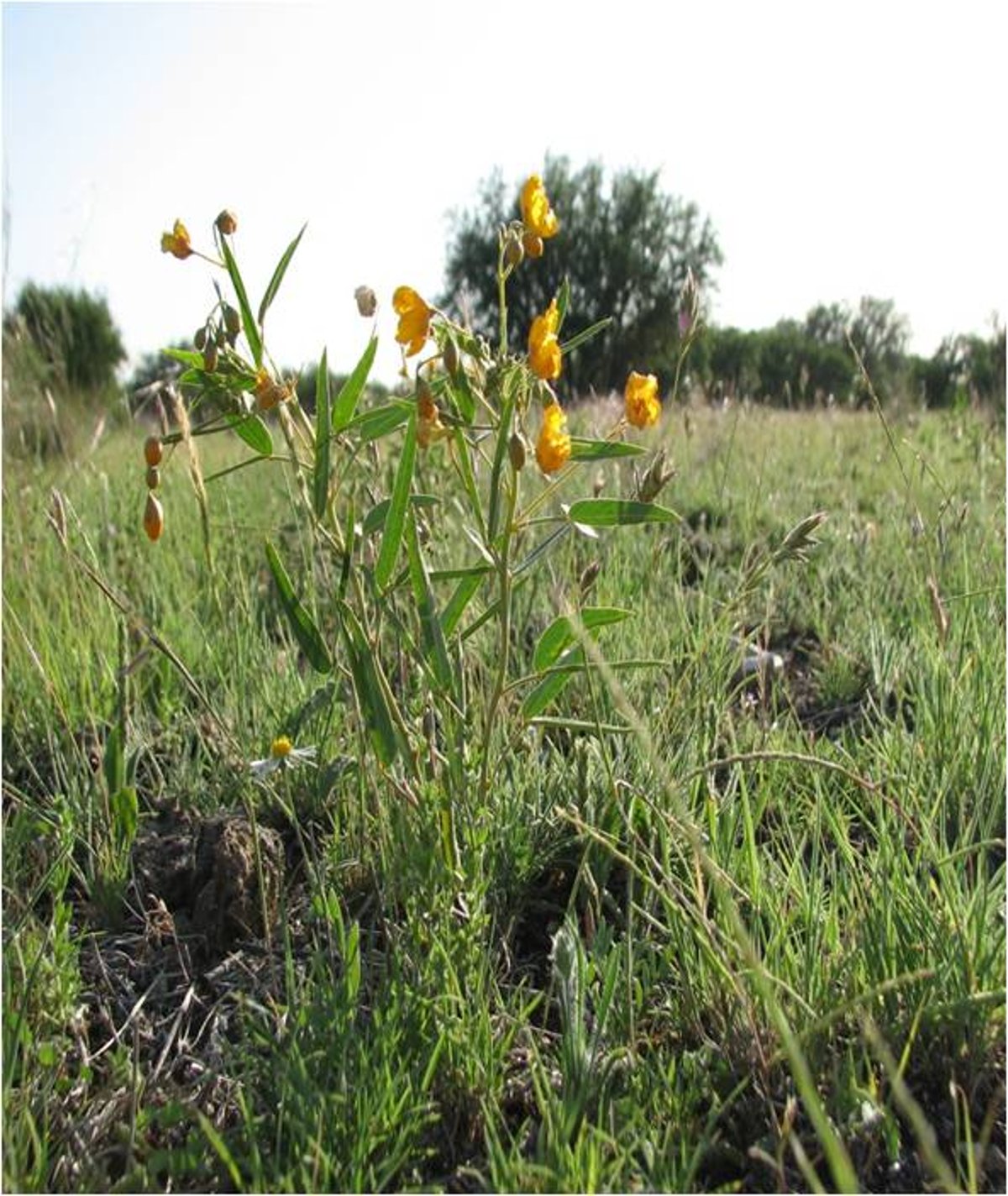 <i >Cassia roemeriana</i>