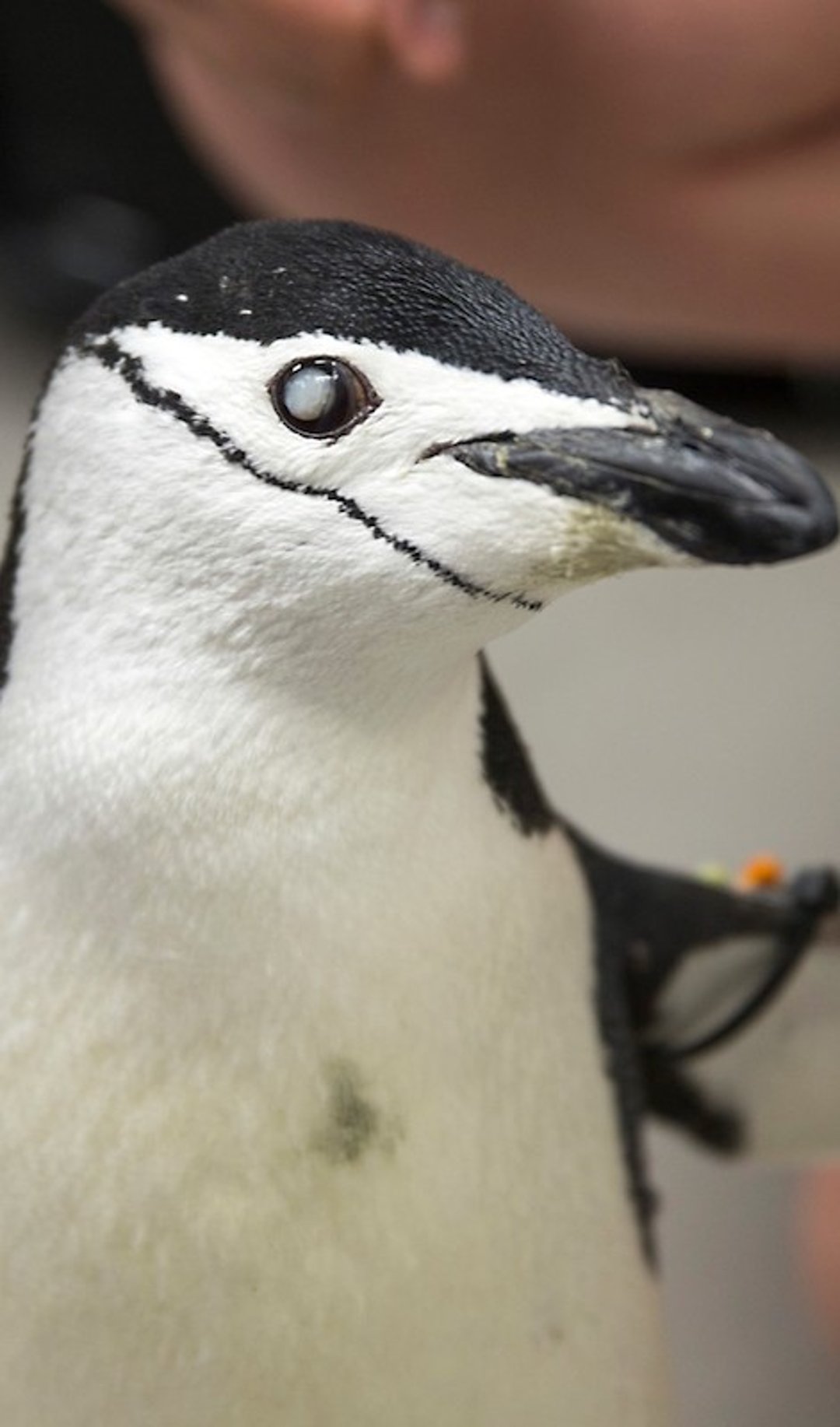Catarata, pingüino de barbijo