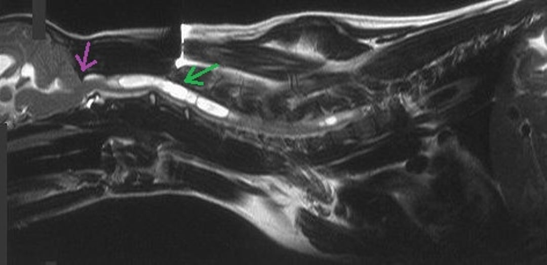 Caudal occipital malformation, dog, MRI