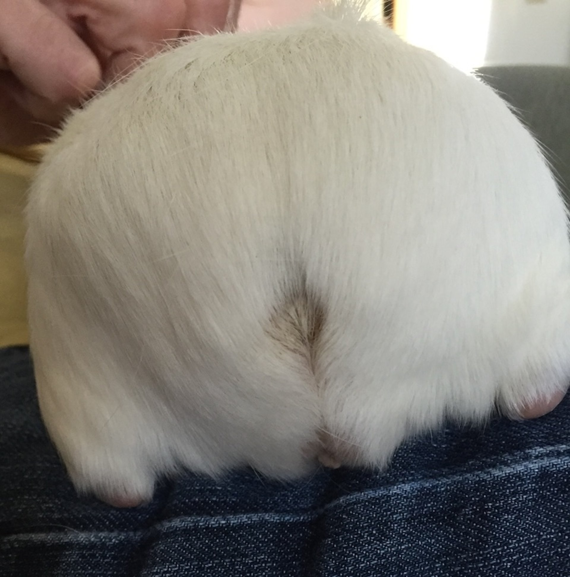 Caudal gland, male guinea pig