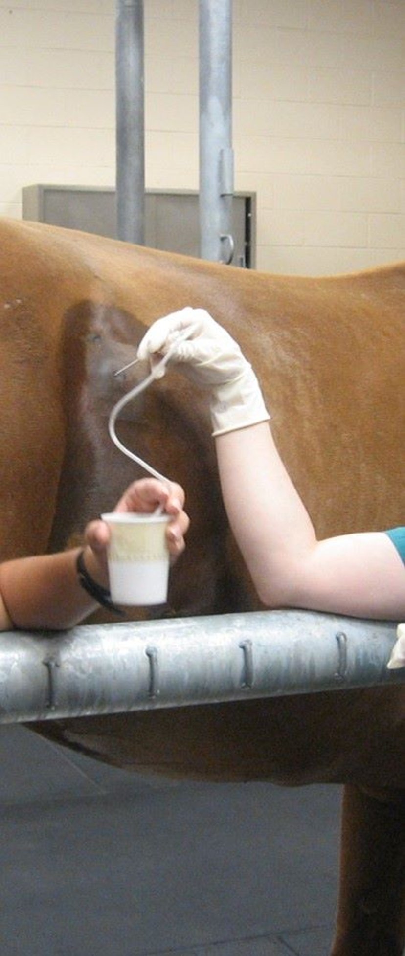 Cecal trocarization, horse