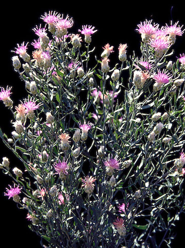 <i >Centaurea repens</i> (Russian Knapweed)
