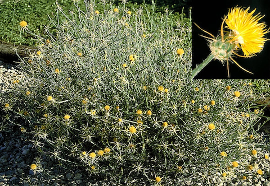 <i >Centaurea solstitialis</i> (cardo estrella amarillo, abrepuño)