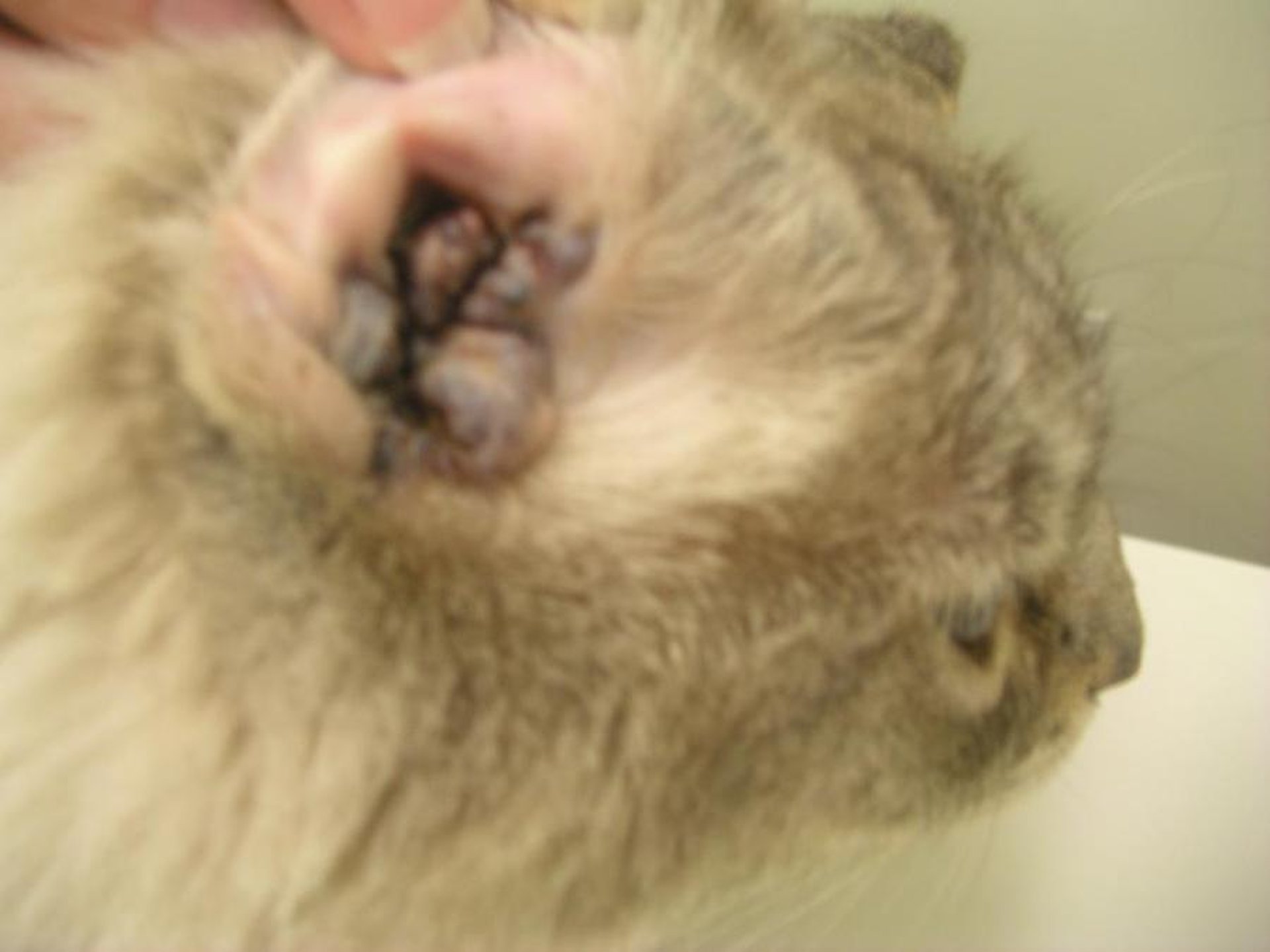Carcinoma de glándula ceruminosa, oído derecho, gato