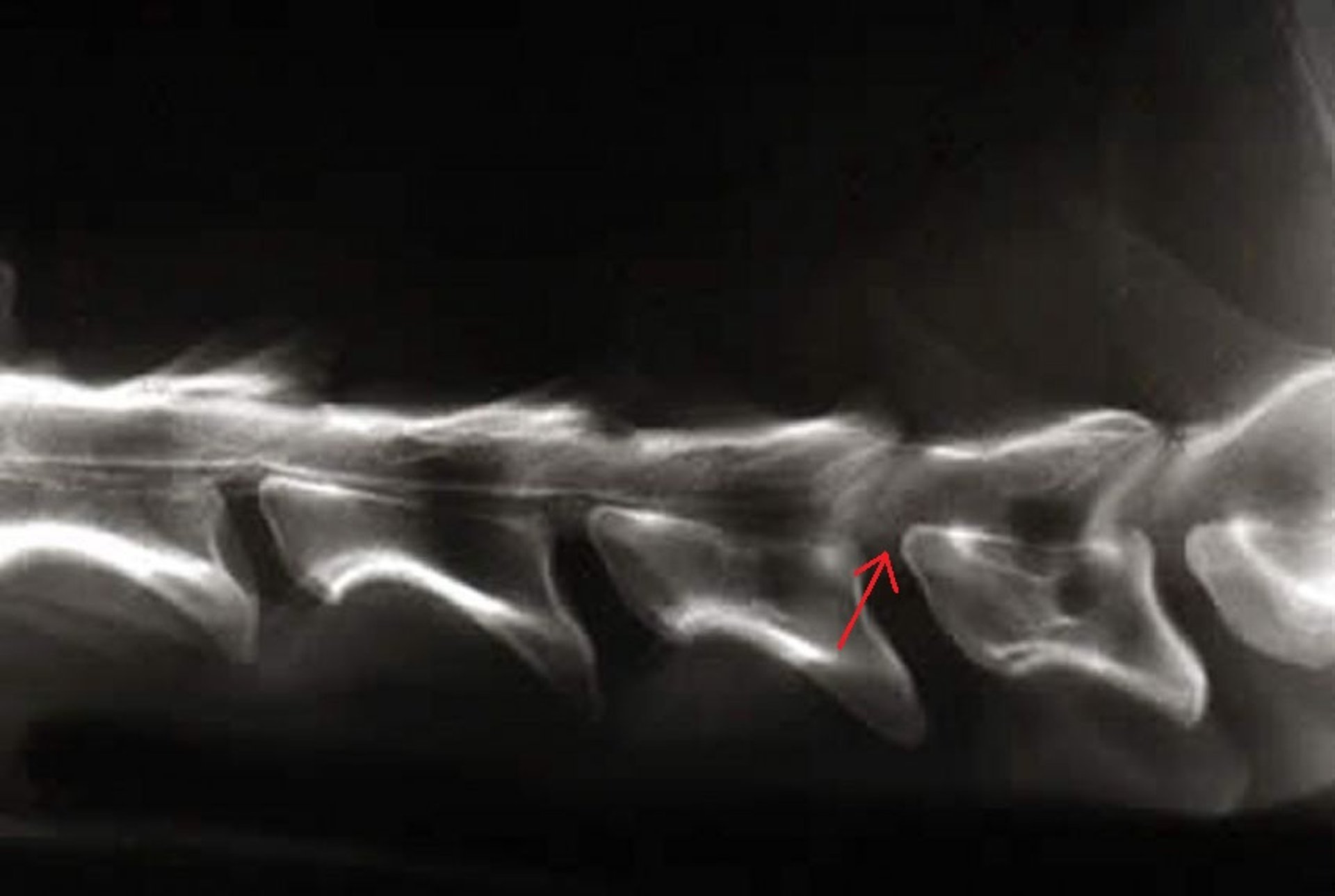Cervical spondylomyelopathy, dog, myelogram