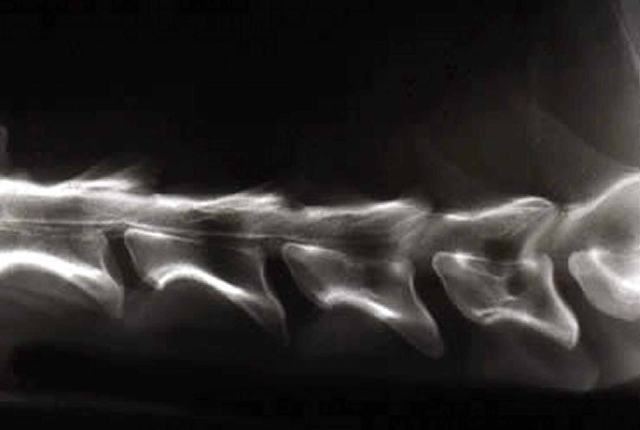 Espondilomielopatía cervical (síndrome de Wobbler), Doberman