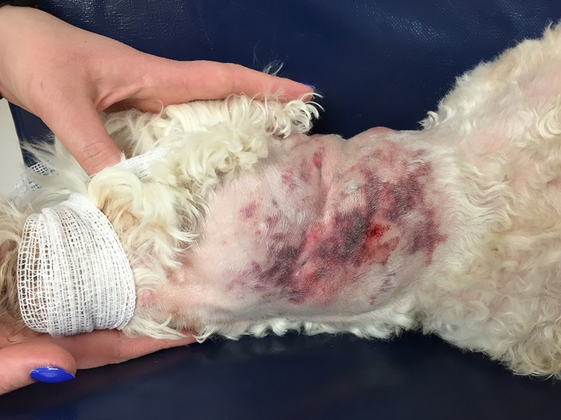 Cervical trauma, bite wound, dog