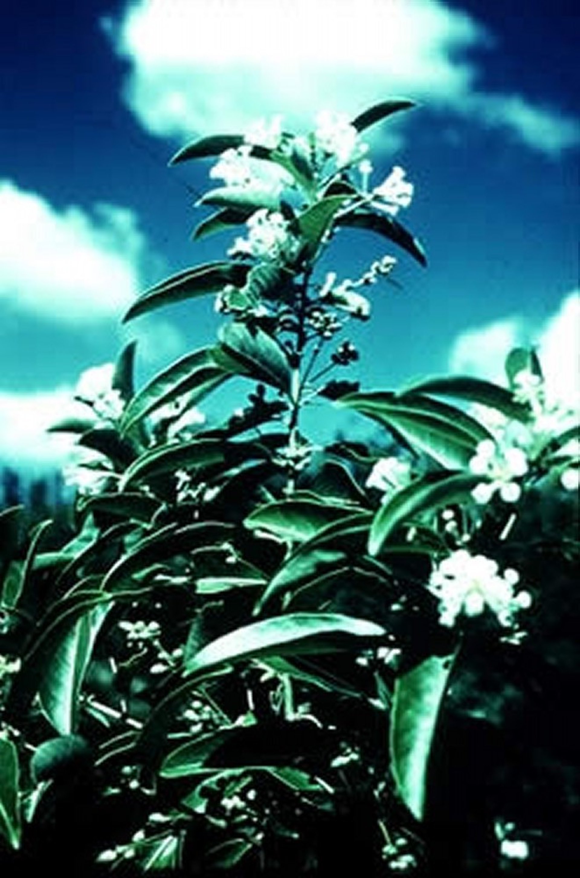 <i >Cestrum diurnum</i> (Day-Blooming Jessamine)