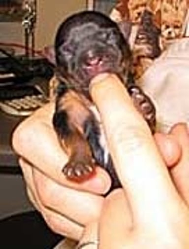 Suckle reflex, neonate