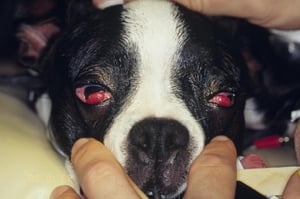 Ojo de cereza, Boston Terrier joven