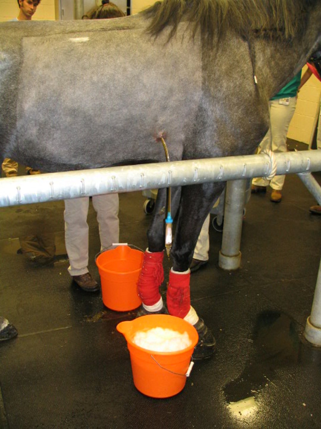 Tubo torácico, caballo
