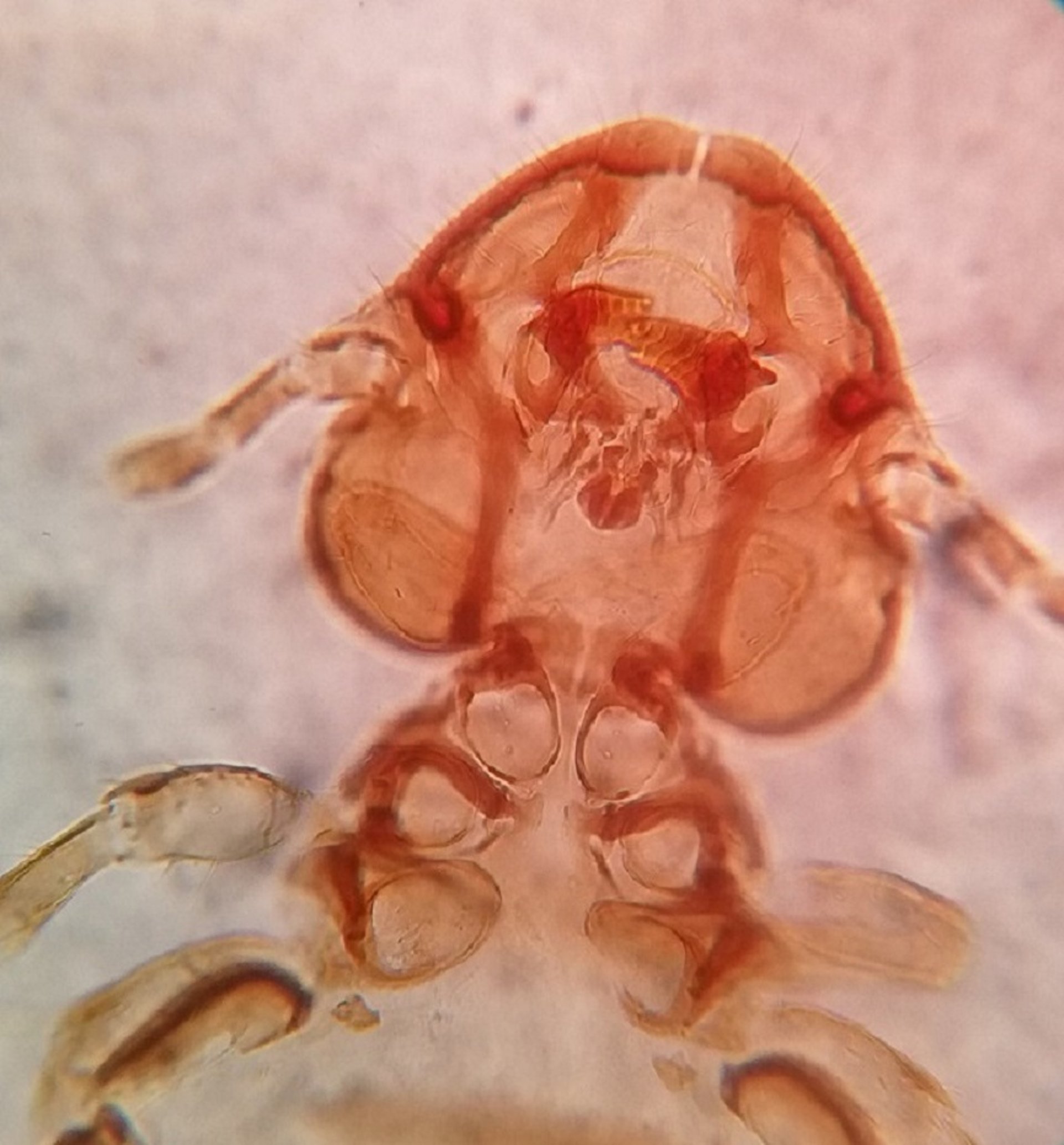 Piojo masticador, mandíbulas