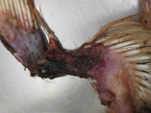 Chicken anemia virus infection, blue wing