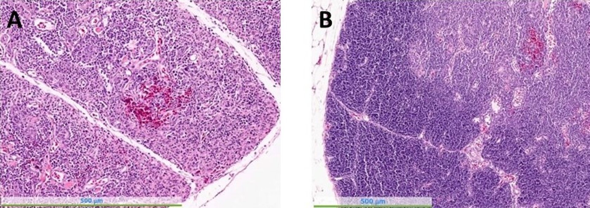 Chicken anemia virus infection, thymus