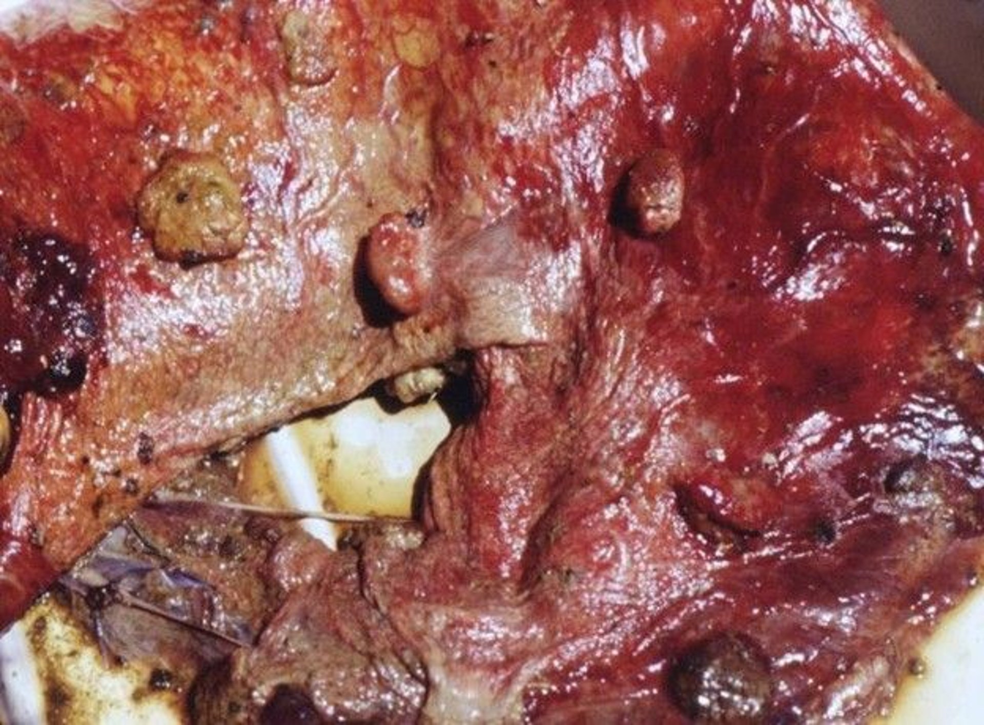 Abortion in Sheep - Reproductive System - Merck Veterinary Manual