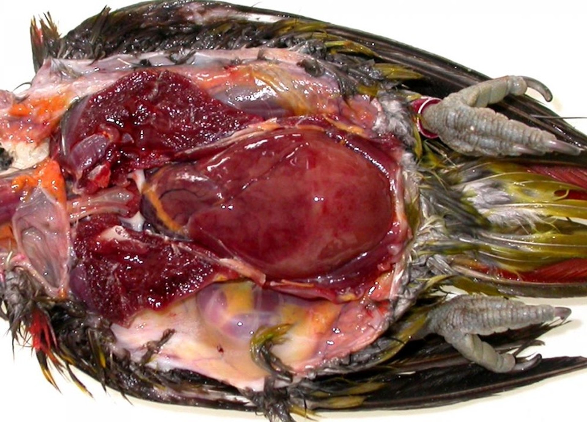 Chlamydiosis, lorikeet