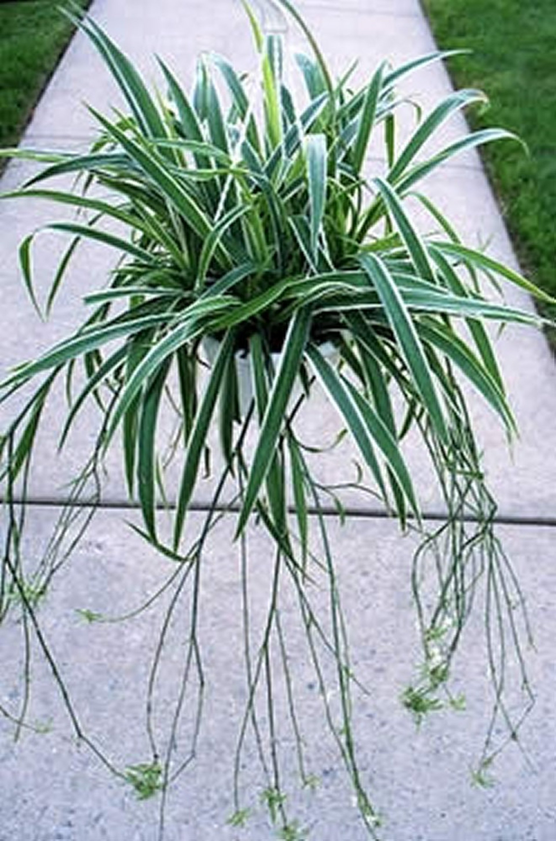 <i >Chlorophytum</i> spp (Liliaceae), cinta, mala madre, planta araña