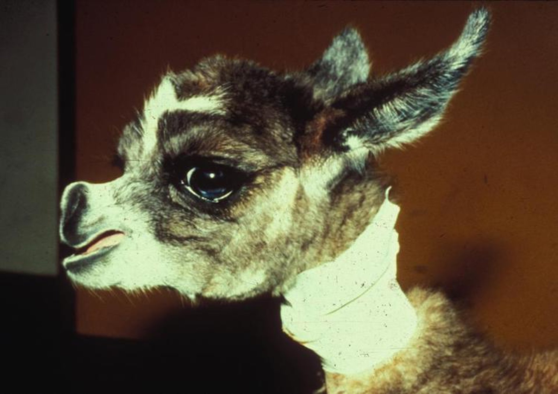 Atresia de coanas, cria de lhama