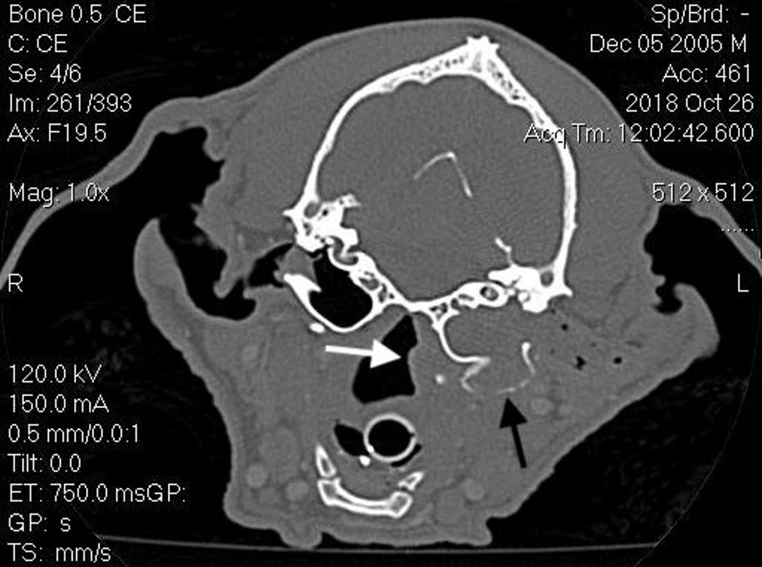 Colesteatoma, tomografía computarizada, perro