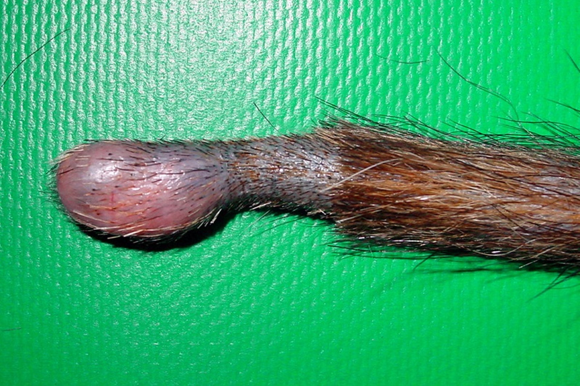 Cordoma, hurón