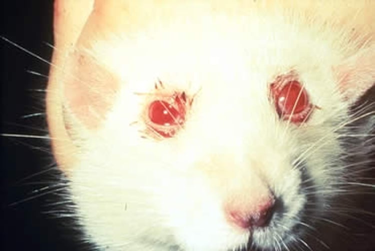 Cromodacriorreia ("lágrimas vermelhas"), rato