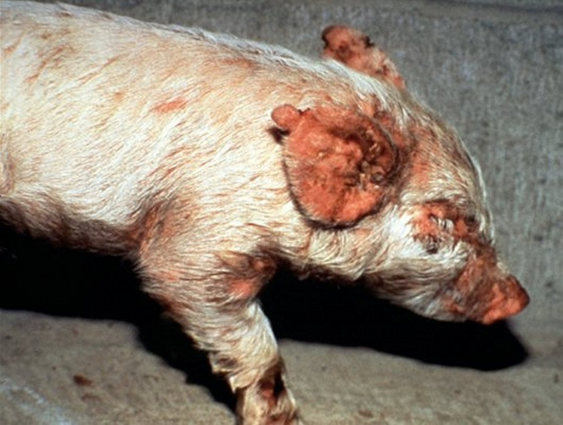 Chronic exudative epidermitis, pig