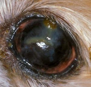 Queratoconjuntivitis seca crónica, perro