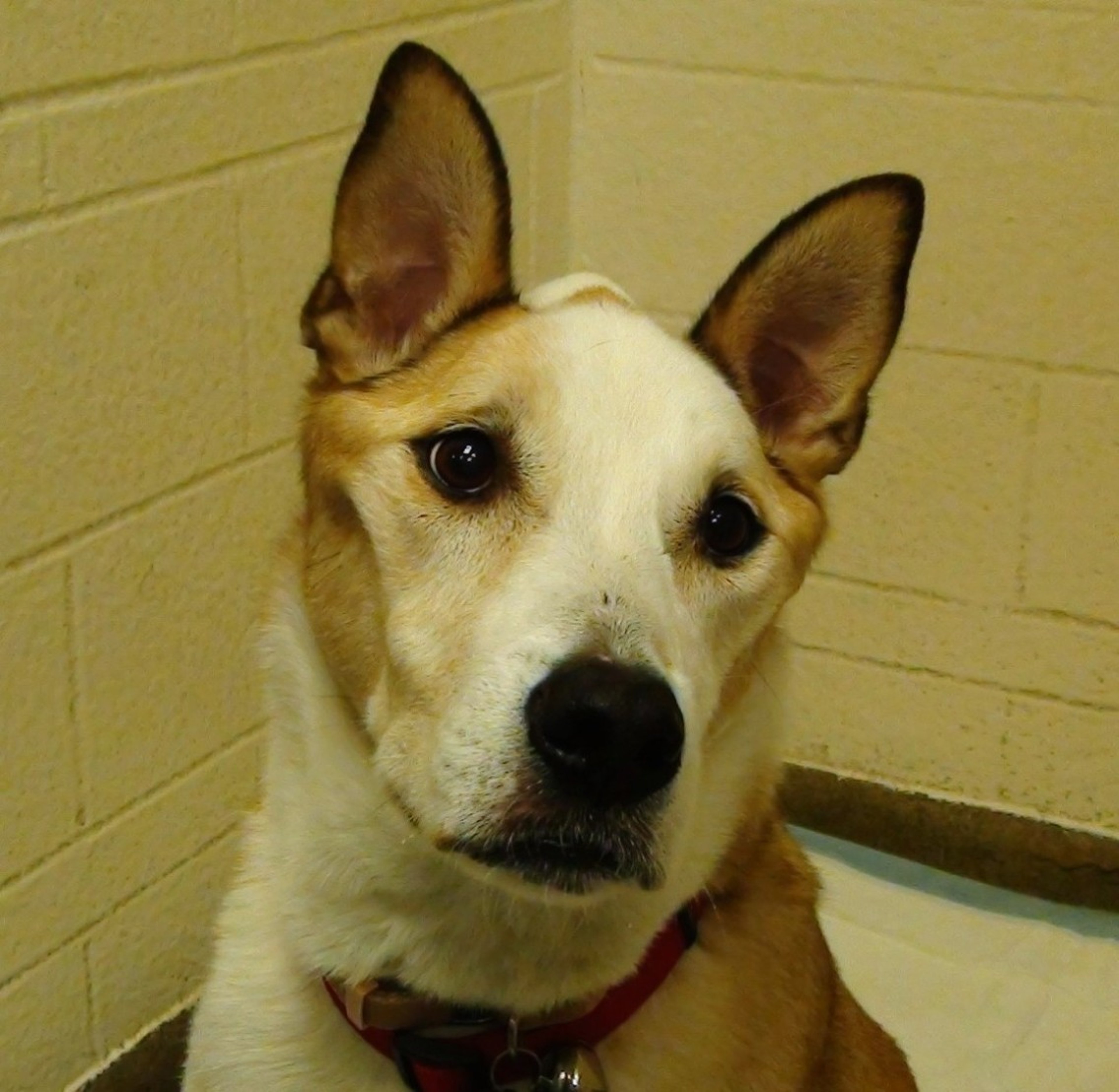 Miositis masticatoria crónica, atrofia muscular, perro