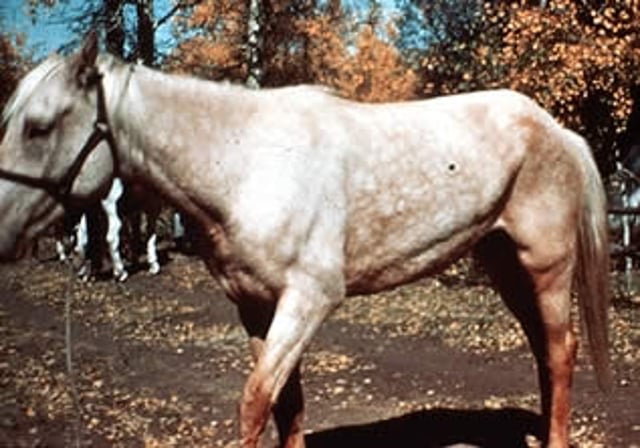 Enfermedad pulmonar obstructiva crónica con "línea de elevación", caballo