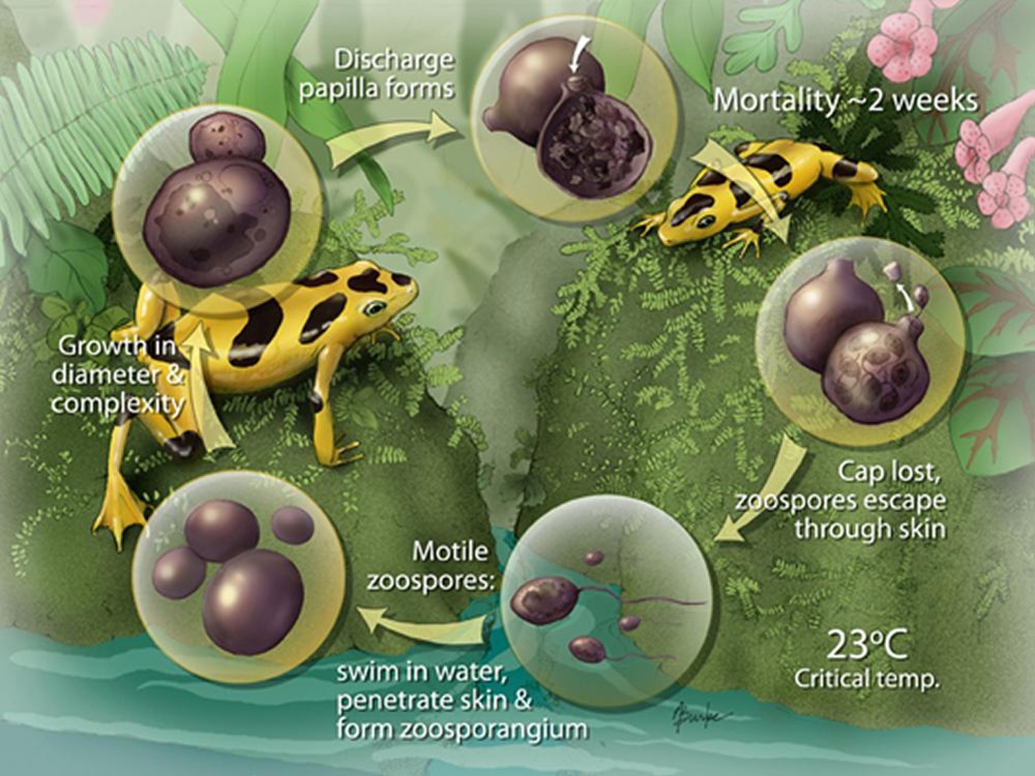 Ciclo biológico de <i >Batrachochytrium dendrobatidis</i> (Bd)