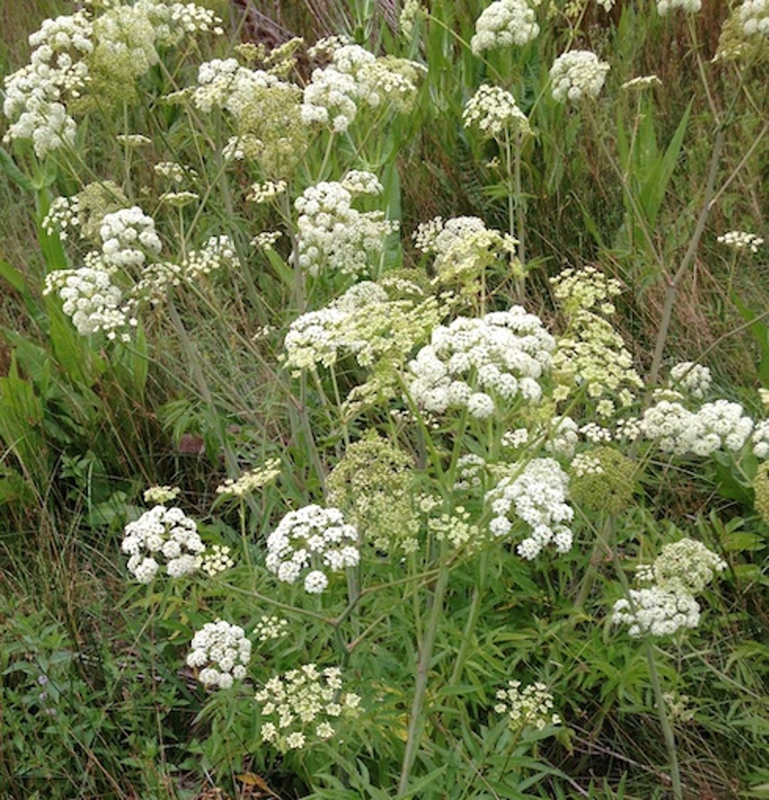 <i >Cicuta douglasii</i> (cicuta de agua)