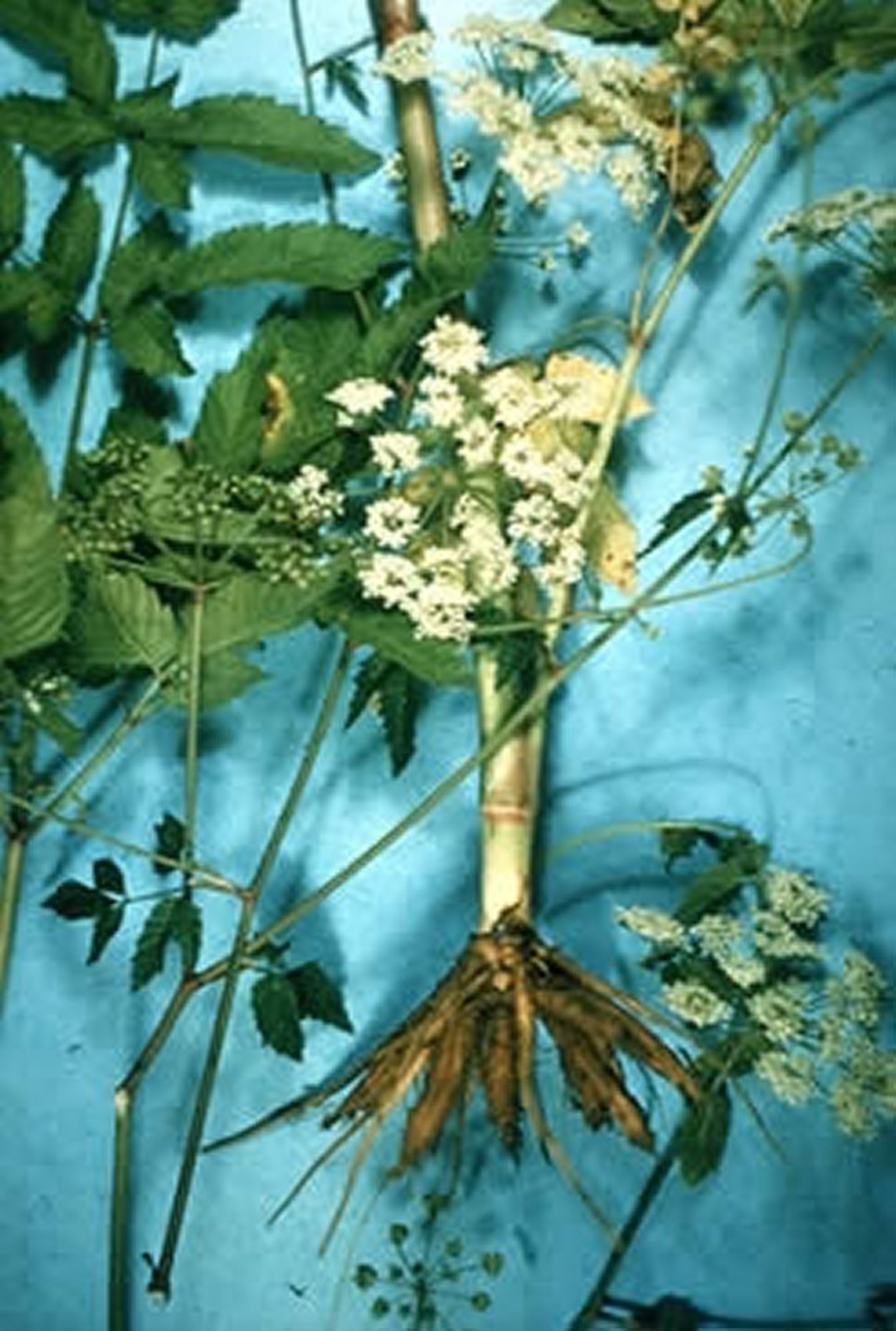 <i >Cicuta douglasii</i> (Water Hemlock), close-up