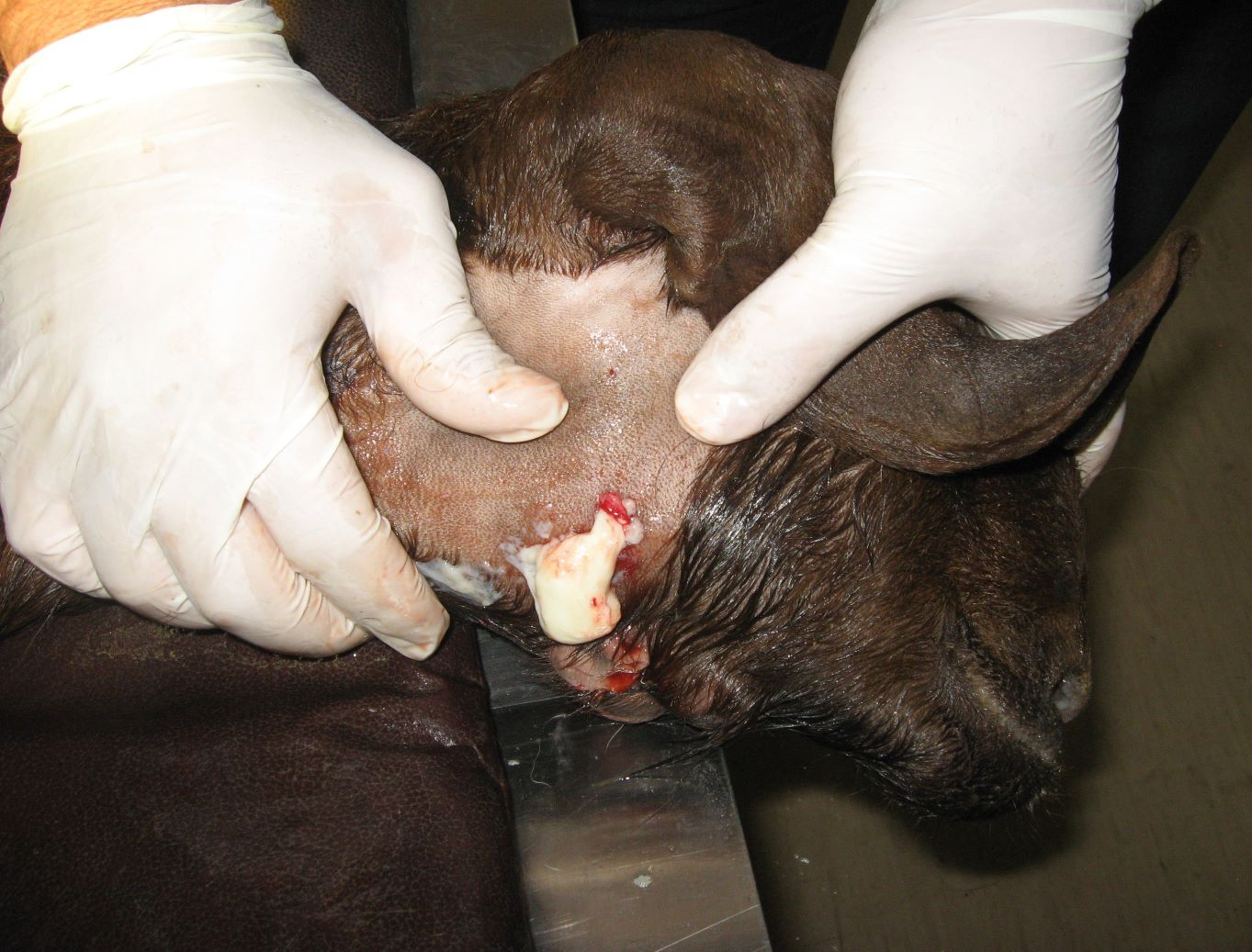 Caseous lymphadenitis, draining abscess, goat