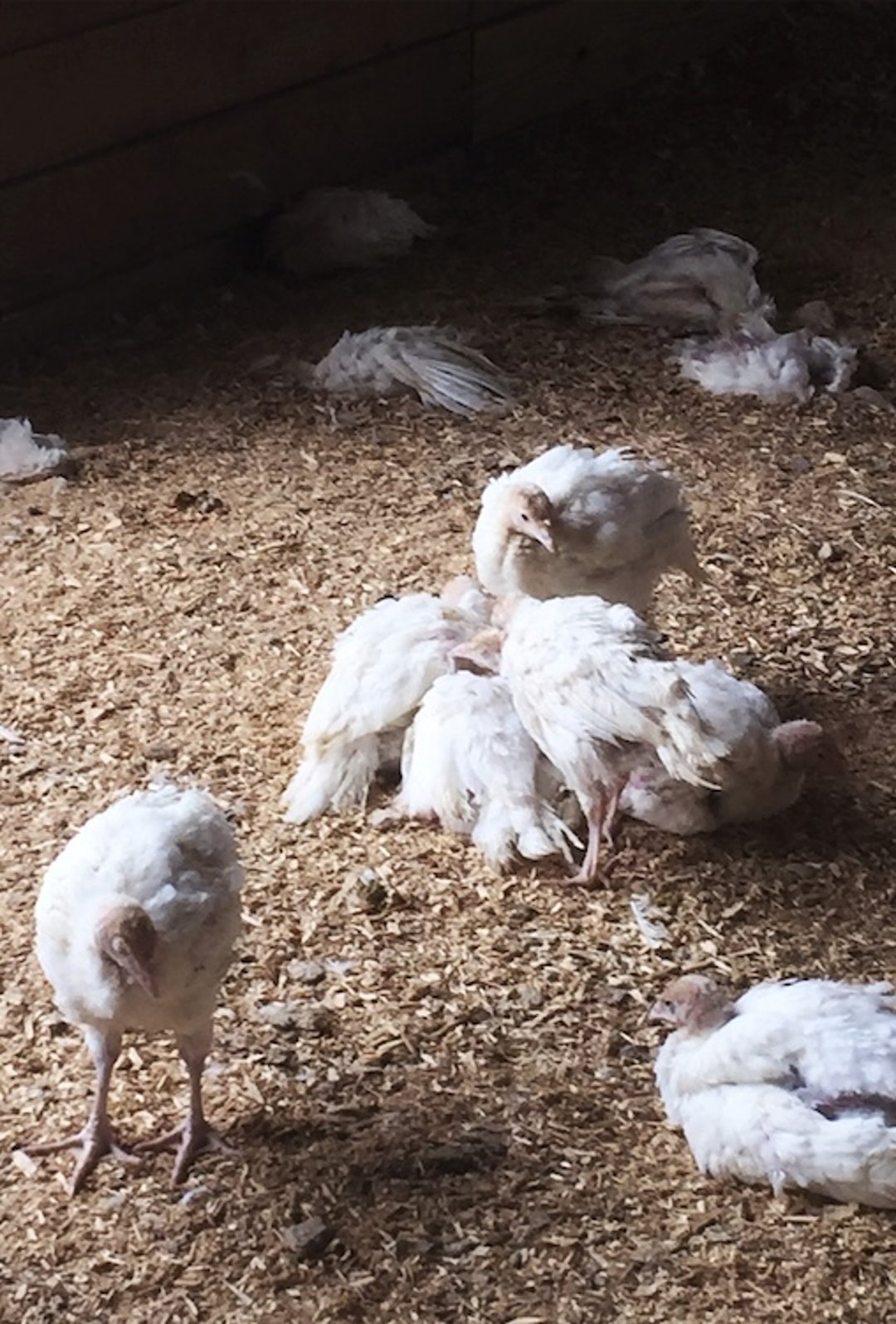 Clinical signs, histomoniasis, turkeys
