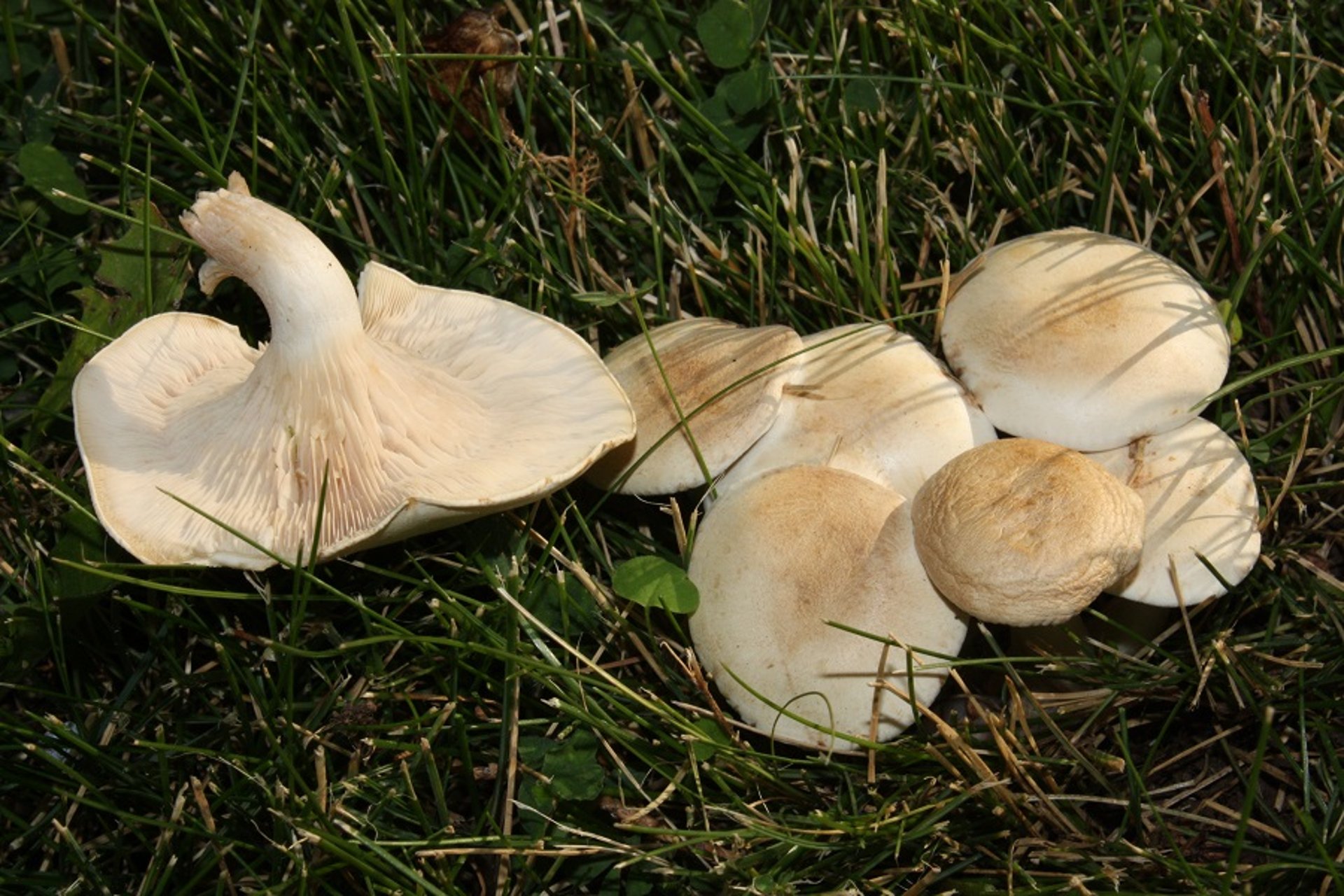 <i >Clitocybe dealbata</i>