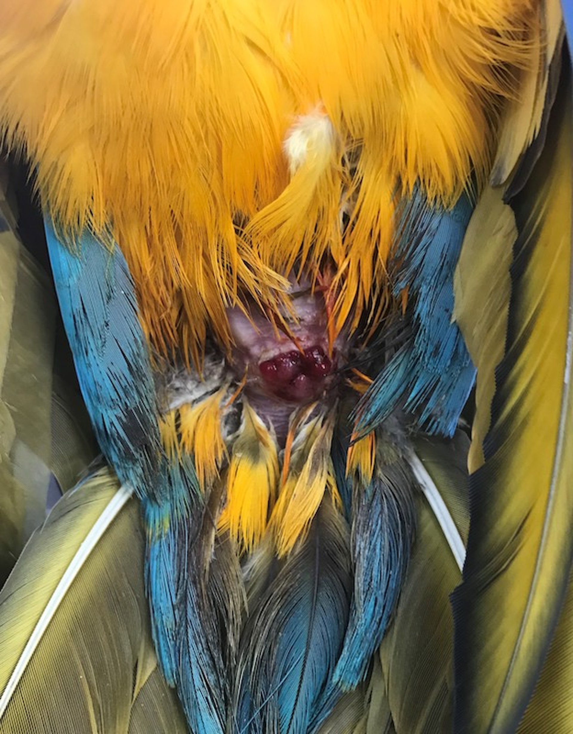 Carcinoma cloacal, guacamayo