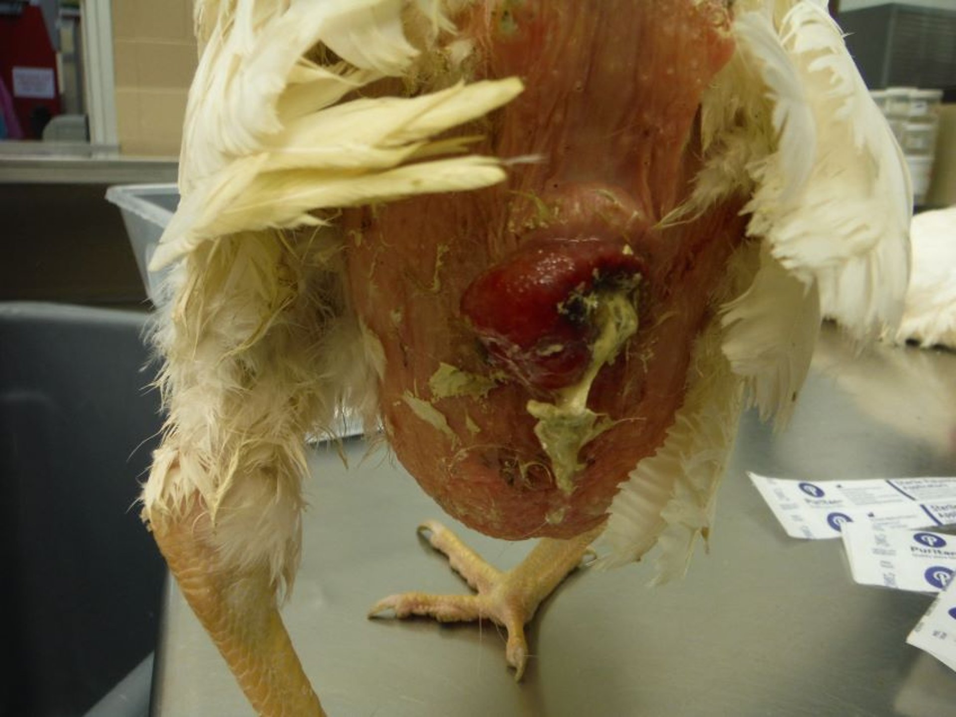Prolapso de la cloaca, gallina