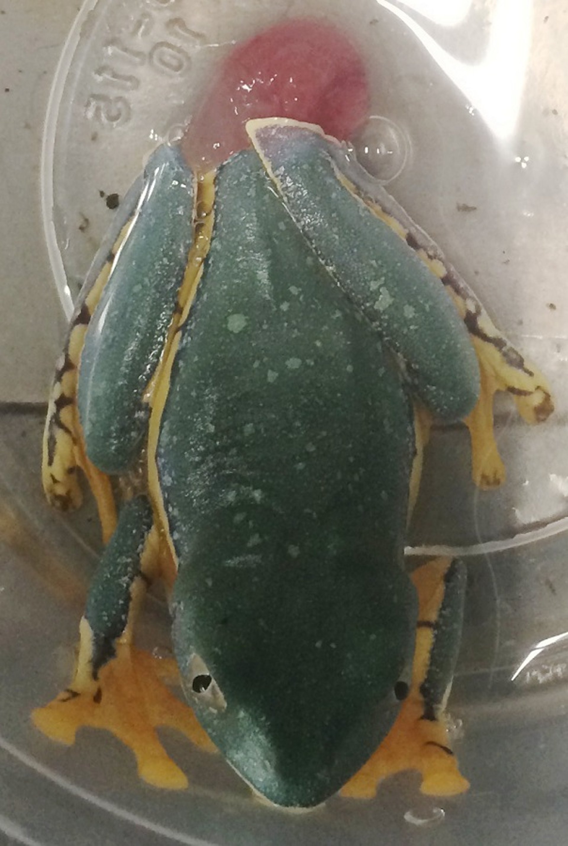Prolapso cloacal, rana espléndida foliar (<i >Cruziohyla calcarifer</i>)