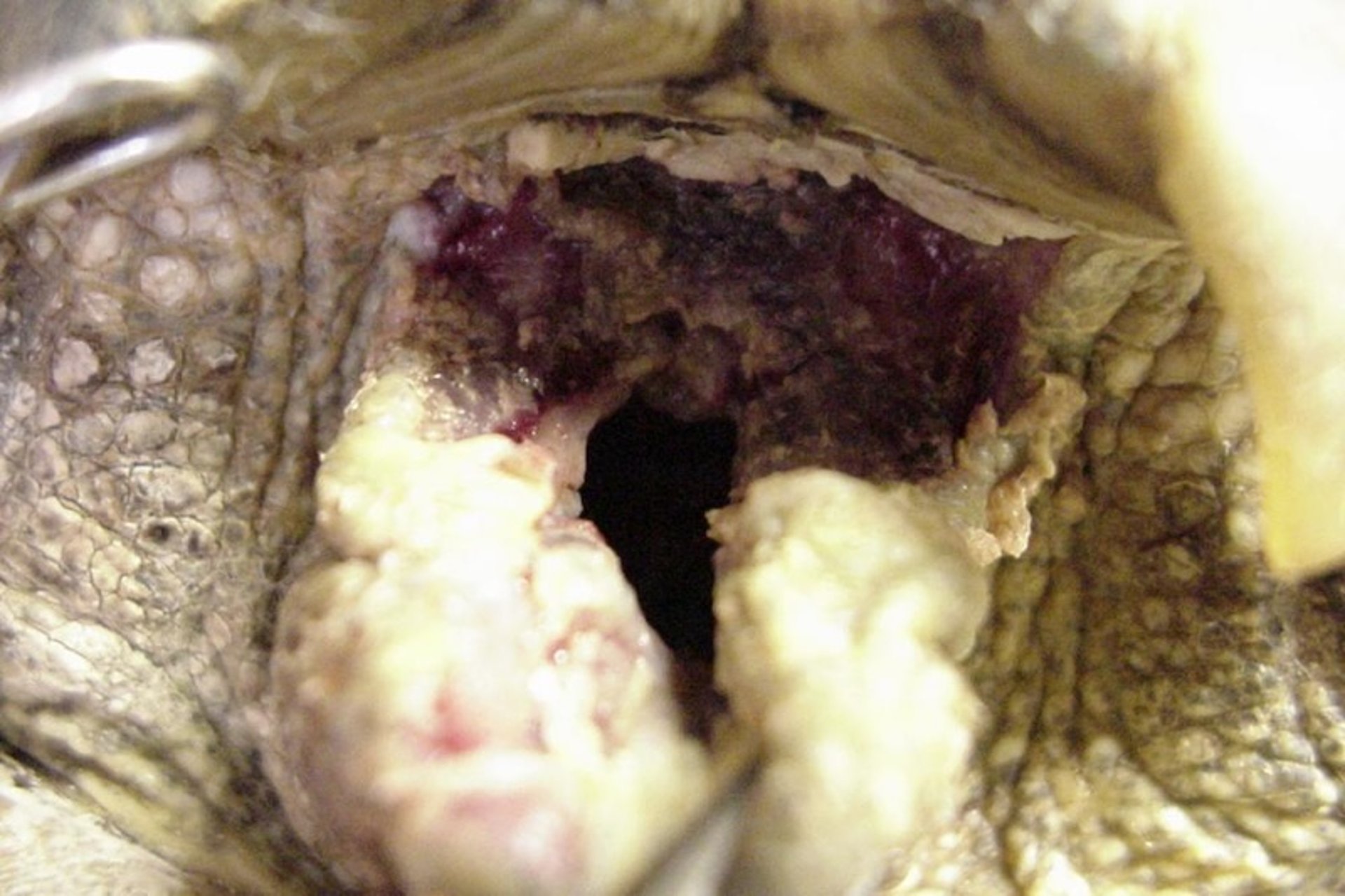 Cloacitis, tortuga griega