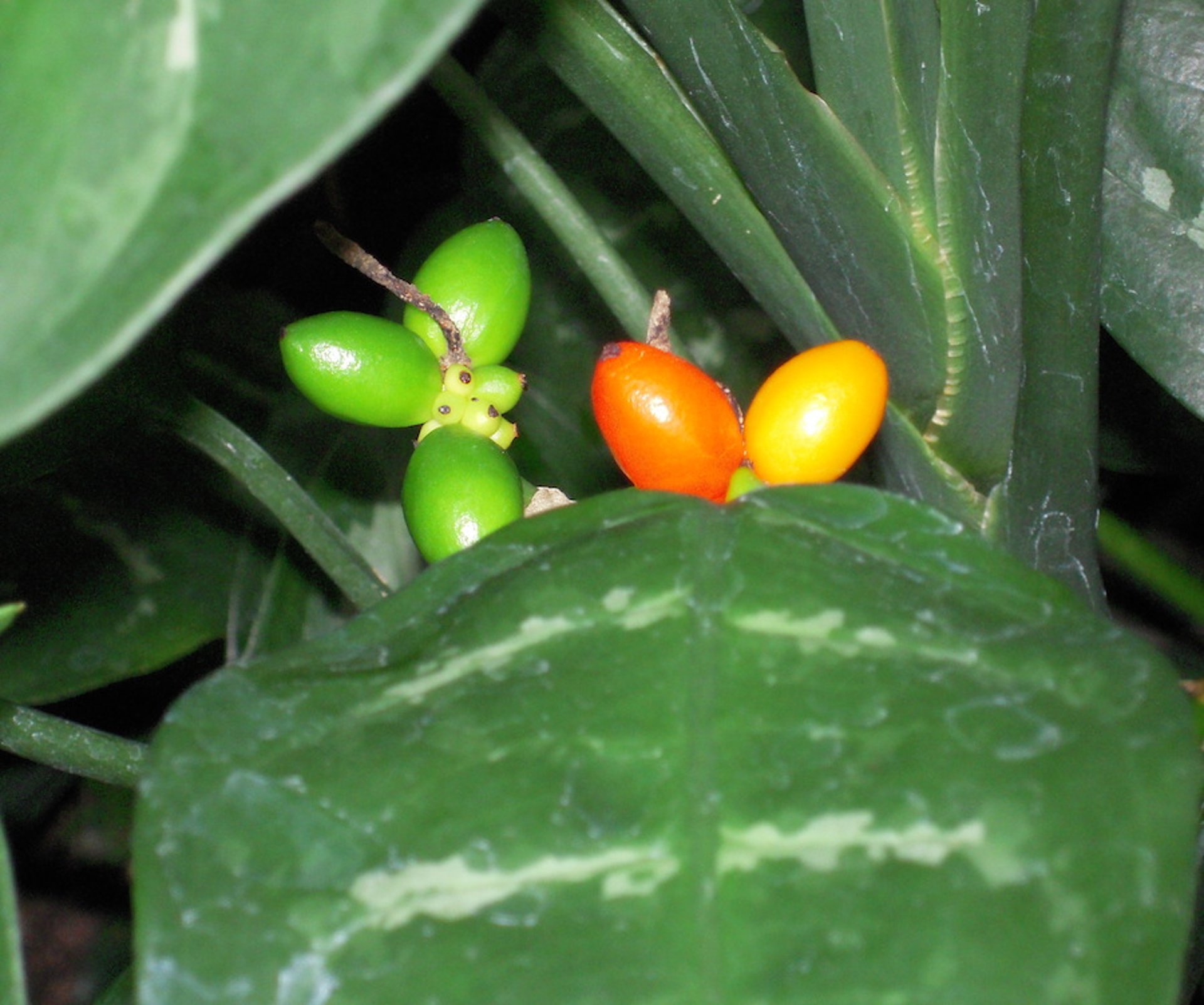 Chinese evergreen, closeup <i >(Aglaonema commitatum)</i>