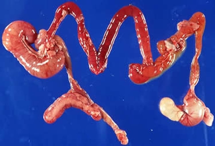 <i >Clostridioides difficile</i> enterotoxemia, hamster, gross lesions