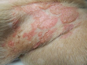 Coalescing bullae, dog